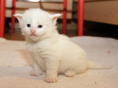 Gambit Queen, 3 weeks old
