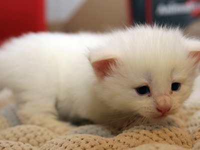  Gaston, 3 weeks old