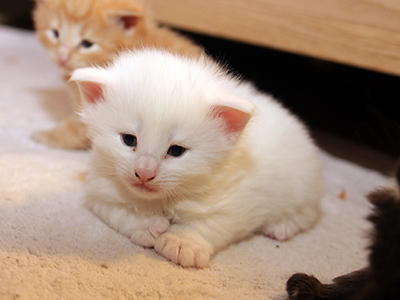  Gaston, 3 weeks old