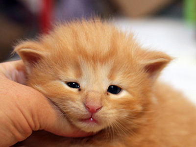 G.I. Joe, 3 weeks old
