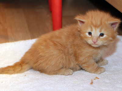 G.I. Joe, 3 weeks old