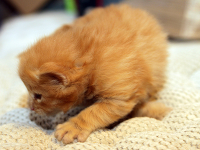 G.I. Joe, 3 weeks old