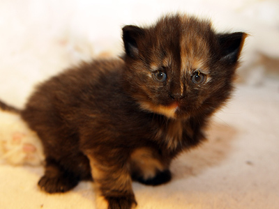 Good Witch, 3 weeks old