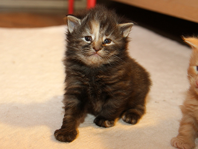 Gossip Girl, 3 weeks old