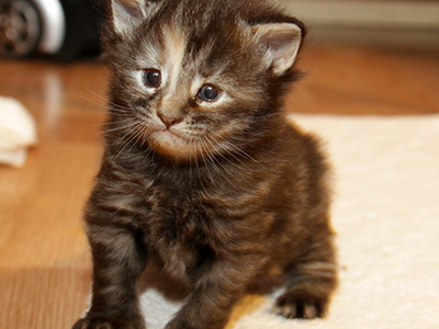 Gossip Girl, 3 weeks old