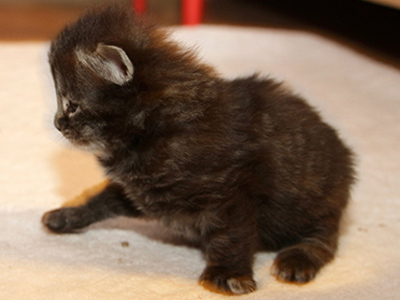 Gossip Girl, 3 weeks old