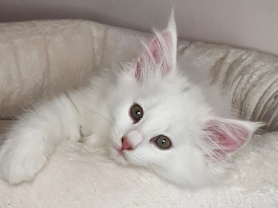 Gambit Queen, 3 weeks old