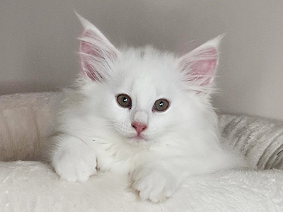 Gambit Queen, 3 weeks old