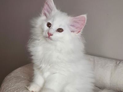  Gaston, 3 weeks old
