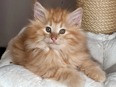 G.I. Joe, 3 weeks old