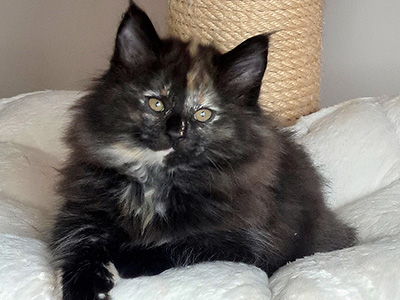 Good Witch, 3 weeks old