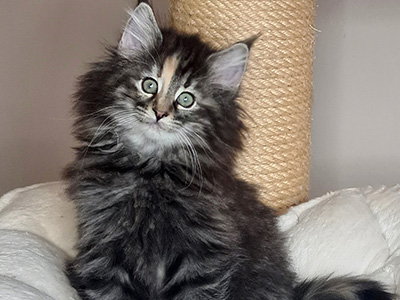 Gossip Girl, 3 weeks old