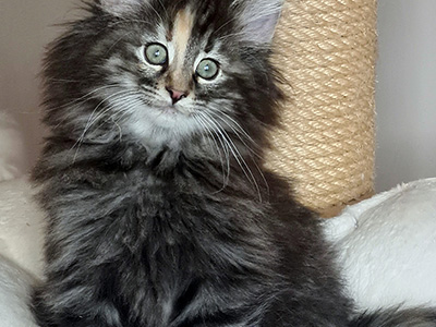 Gossip Girl, 3 weeks old