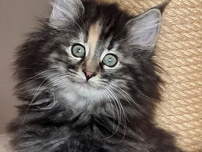 Gossip Girl, 3 weeks old