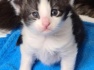 Haka, 3 weeks old