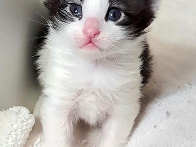 Haka, 3 weeks old