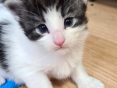 Hayden, 3 weeks old