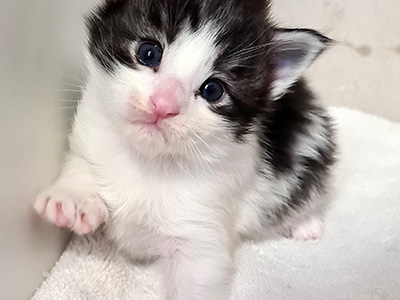 Hayden, 3 weeks old