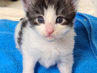 Hayden, 3 weeks old