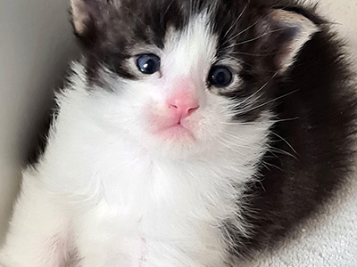 Hisoka, 3 weeks old