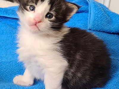 Hisoka, 3 weeks old