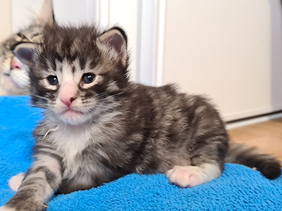 Horus, 3 weeks old