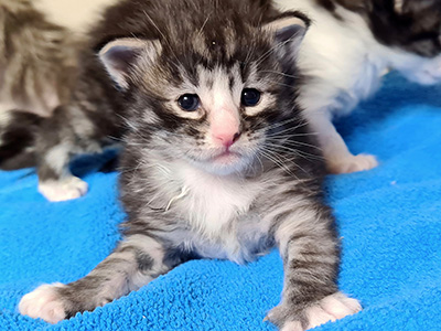 Horus, 3 weeks old