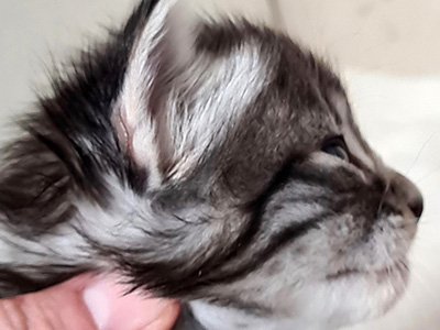 Hunter, 3 weeks old