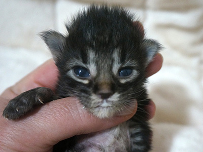 Hawkeye, 9 jours