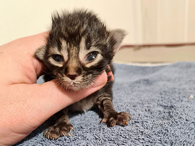 Hawkeye, 9 jours