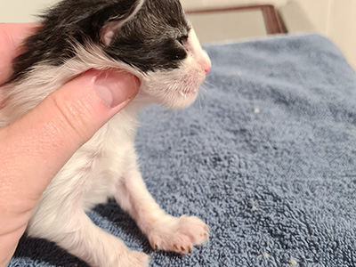 Hayden, 9 jours