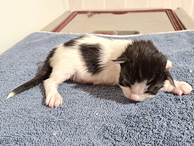 Hayden, 9 jours