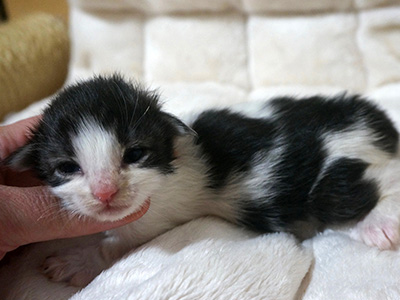 Hayden, 9 jours