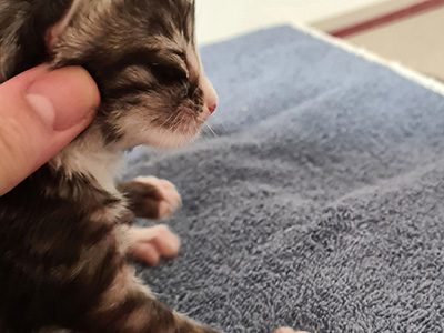 Horus, 9 jours