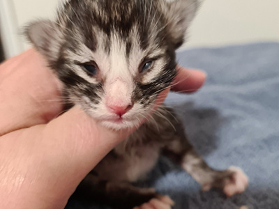 Horus, 9 jours