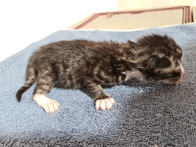 Horus, 9 jours