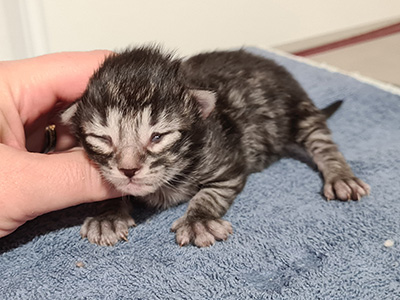 Hunter, 9 jours
