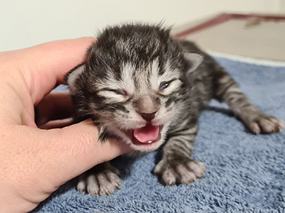 Hunter, 9 jours