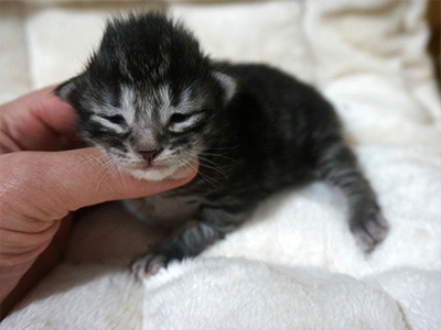 Hunter, 9 jours