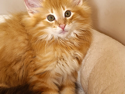 Halo, 9.5 weeks old