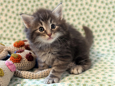 Hatos, 1 mois