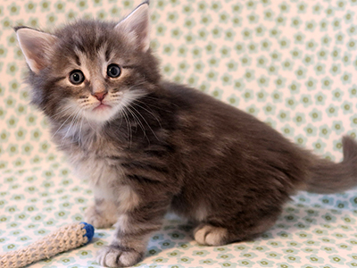 Hatos, 1 mois