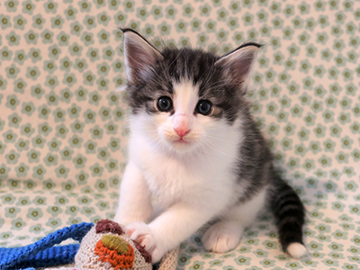 Hopie , 1 mois