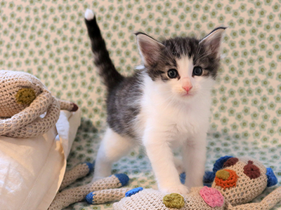 Hopie , 1 month old