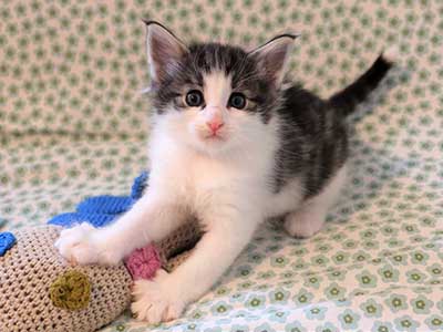 Hopie , 1 mois