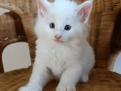 Idole, 5,5 semaines