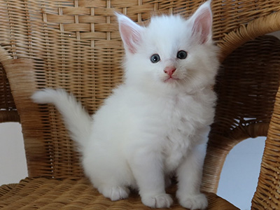 Idole, 5,5 semaines