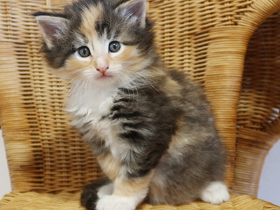 Joy, 5,5 semaines