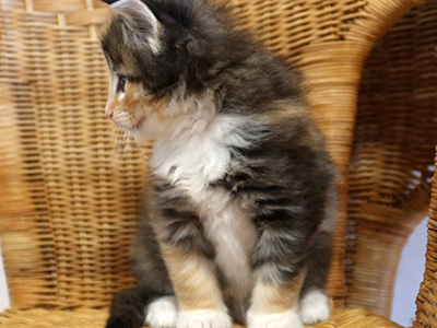 Joy, 5,5 semaines