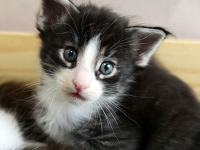Indra , 4,5 semaines